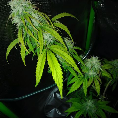 Watermelon auto Housebrand growlog timeline photo