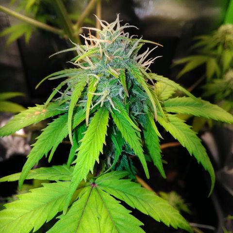 Watermelon auto Housebrand growlog timeline photo
