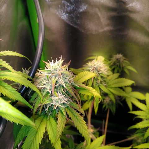 Watermelon auto Housebrand growlog timeline photo