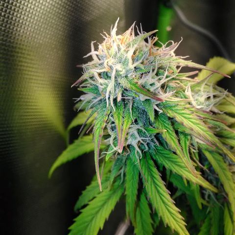 Watermelon auto Housebrand growlog timeline photo