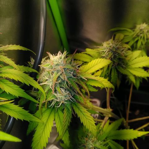 Watermelon auto Housebrand growlog timeline photo