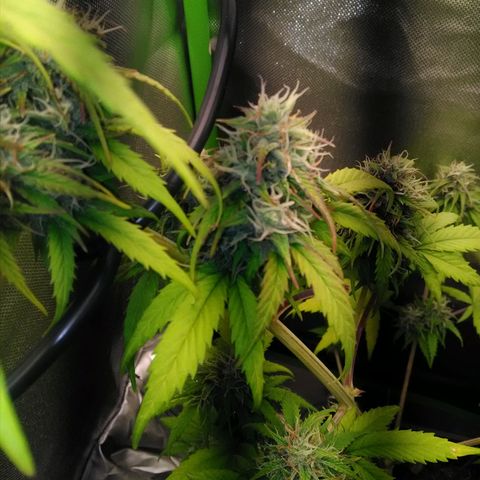 Watermelon auto Housebrand growlog timeline photo