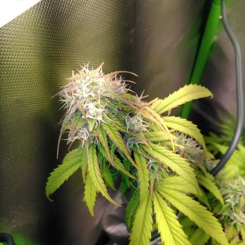 Watermelon auto Housebrand growlog timeline photo