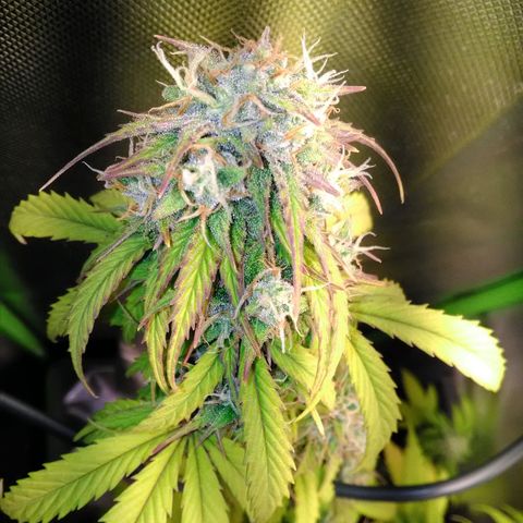Watermelon auto Housebrand growlog timeline photo