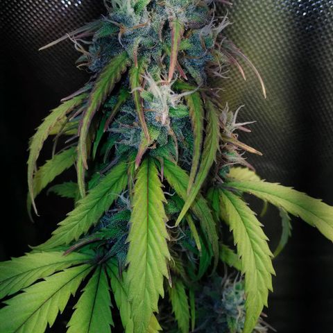 Watermelon auto Housebrand growlog timeline photo