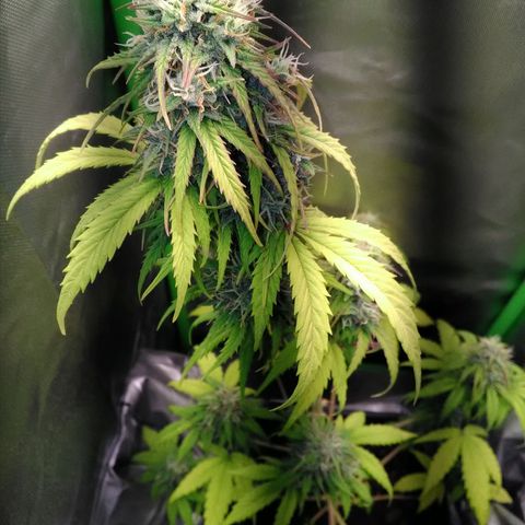 Watermelon auto Housebrand growlog timeline photo