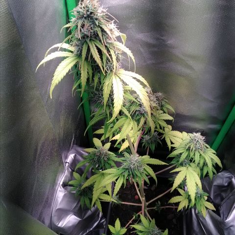 Watermelon auto Housebrand growlog timeline photo