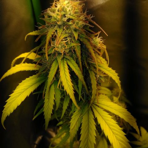 Watermelon auto Housebrand growlog timeline photo