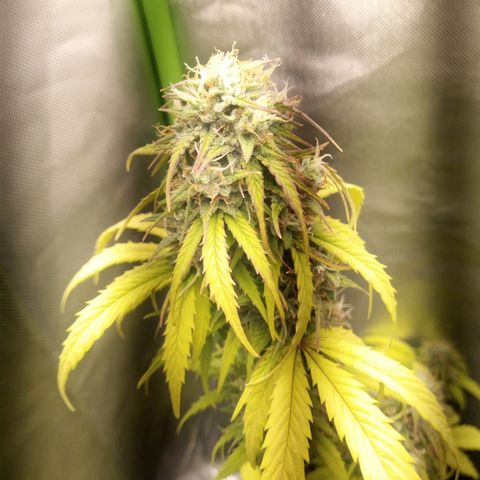 Watermelon auto Housebrand growlog timeline photo
