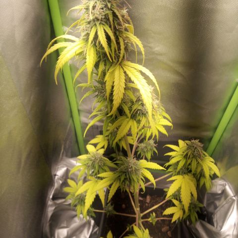 Watermelon auto Housebrand growlog timeline photo