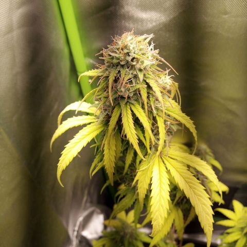 Watermelon auto Housebrand growlog timeline photo