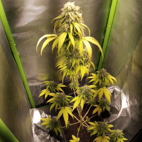 Watermelon auto Housebrand growlog timeline photo