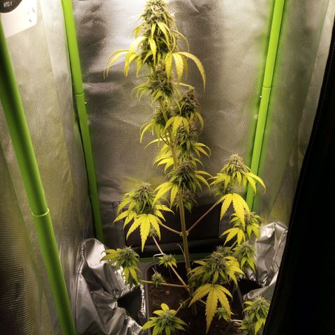 Watermelon auto Housebrand growlog timeline photo