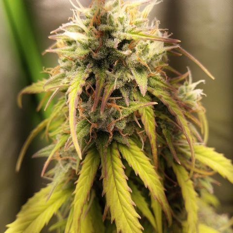 Watermelon auto Housebrand growlog timeline photo