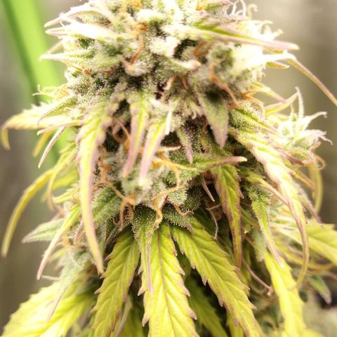 Watermelon auto Housebrand growlog timeline photo