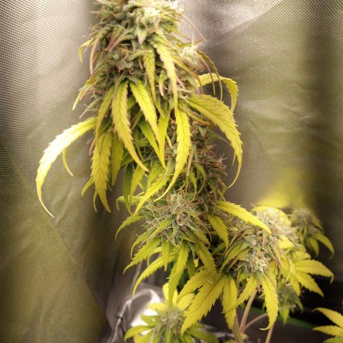 Watermelon auto Housebrand growlog timeline photo