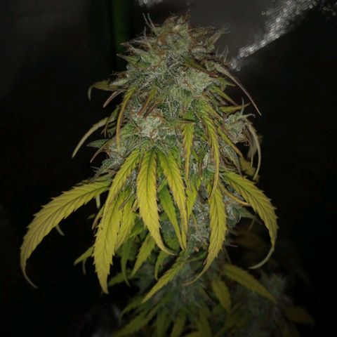 Watermelon auto Housebrand growlog timeline photo