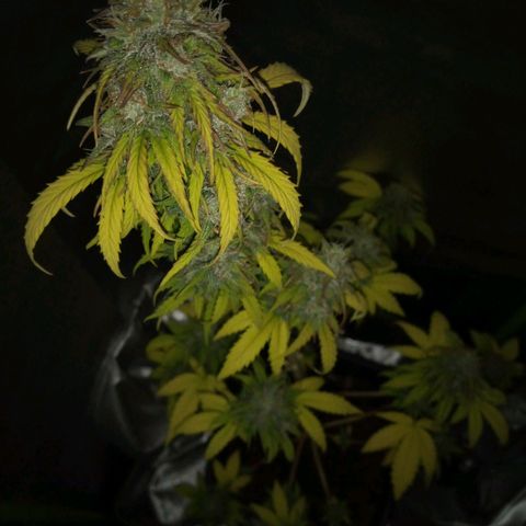 Watermelon auto Housebrand growlog timeline photo