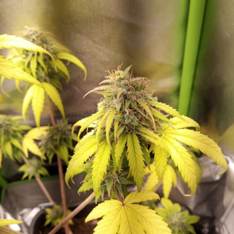 Watermelon auto Housebrand growlog photo: Focused on lowest buds