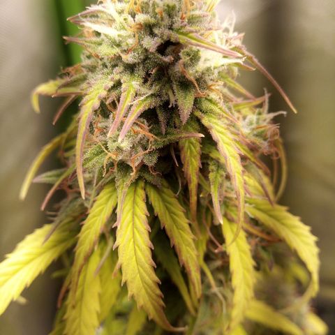 Watermelon auto Housebrand growlog photo: Focused on lowest buds