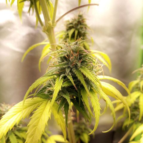 Watermelon auto Housebrand growlog photo: Focused on lowest buds