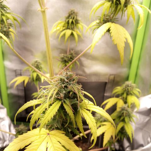 Watermelon auto Housebrand growlog photo: Focused on lowest buds