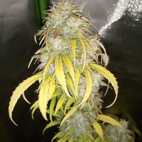 Watermelon auto Housebrand growlog timeline photo