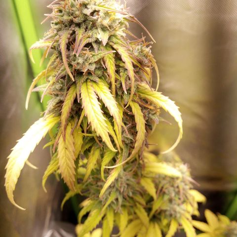 Watermelon auto Housebrand growlog photo: Getting close. Bought a microscope for mobile 60x.