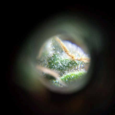 Watermelon auto Housebrand growlog photo: Getting close. Bought a microscope for mobile 60x.