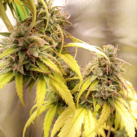 Watermelon auto Housebrand growlog photo: Getting close. Bought a microscope for mobile 60x.