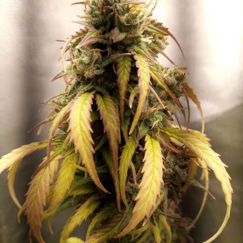 Watermelon auto Housebrand growlog timeline photo