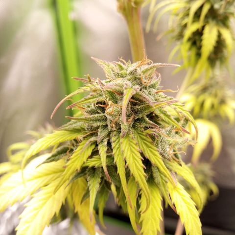 Watermelon auto Housebrand growlog timeline photo