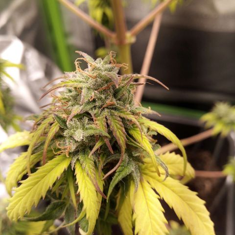 Watermelon auto Housebrand growlog timeline photo