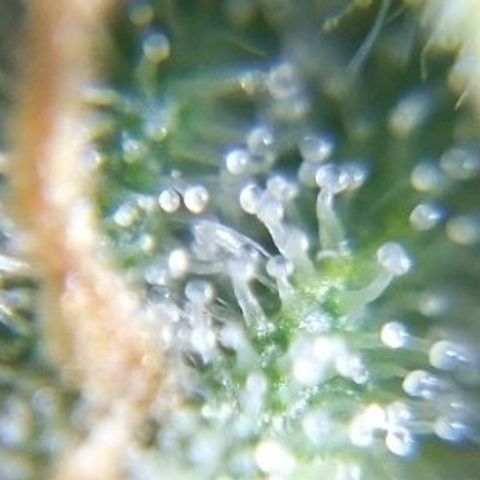 Watermelon auto Housebrand growlog timeline photo