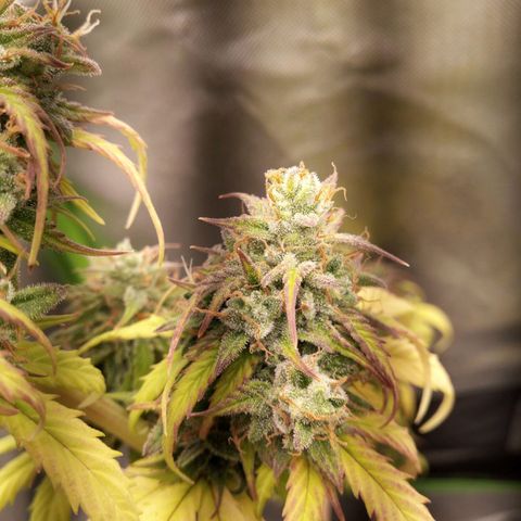 Watermelon auto Housebrand growlog timeline photo