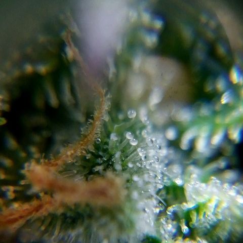 Watermelon auto Housebrand growlog timeline photo