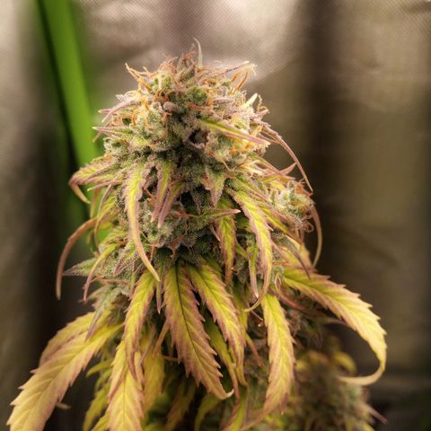 Watermelon auto Housebrand growlog timeline photo