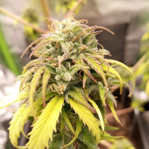 Watermelon auto Housebrand growlog timeline photo