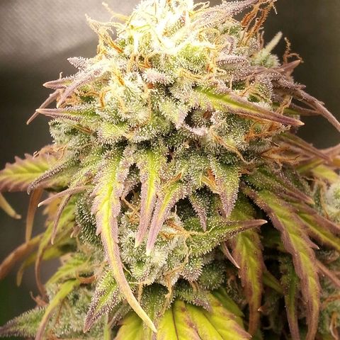 Watermelon auto Housebrand growlog timeline photo