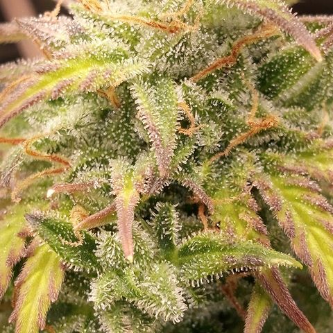 Watermelon auto Housebrand growlog timeline photo