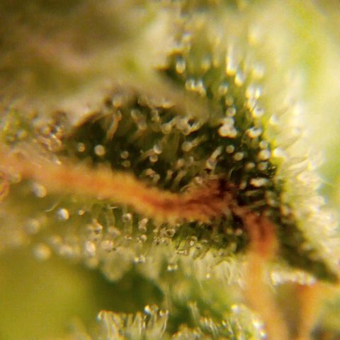 Watermelon auto Housebrand growlog timeline photo