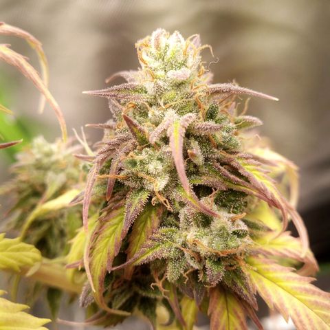 Watermelon auto Housebrand growlog timeline photo
