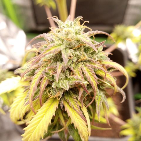 Watermelon auto Housebrand growlog timeline photo