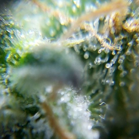 Watermelon auto Housebrand growlog timeline photo