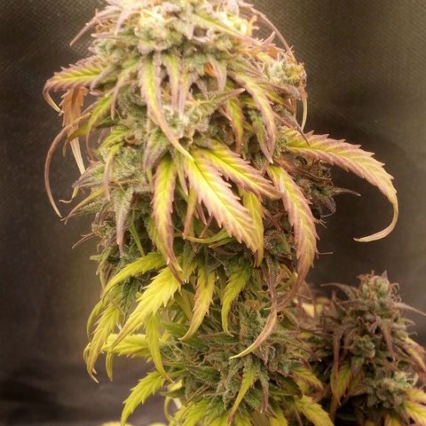 Watermelon auto Housebrand growlog timeline photo