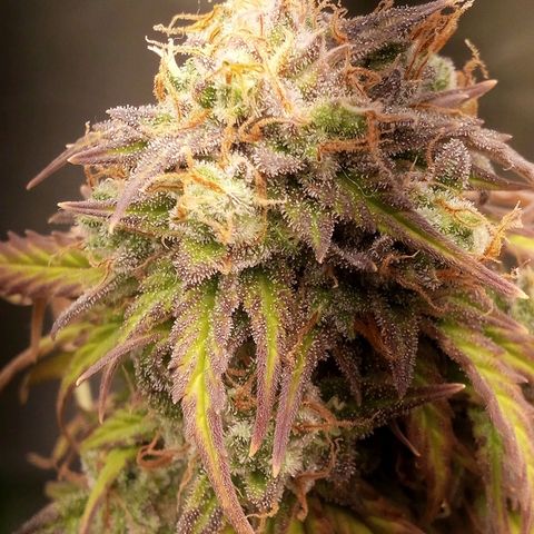 Watermelon auto Housebrand growlog timeline photo