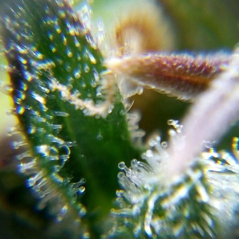Watermelon auto Housebrand growlog timeline photo