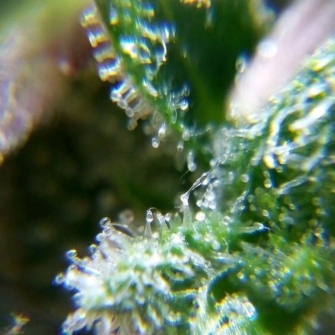 Watermelon auto Housebrand growlog timeline photo