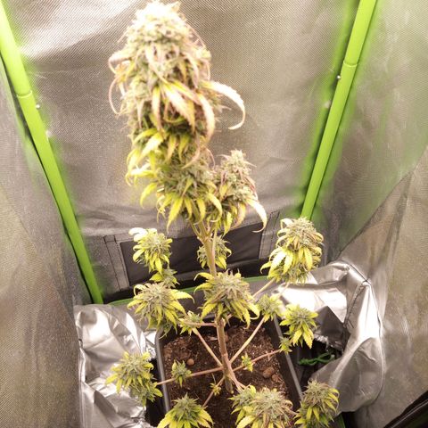 Watermelon auto Housebrand growlog timeline photo