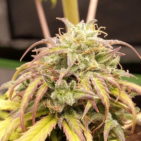 Watermelon auto Housebrand growlog timeline photo